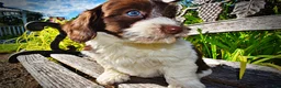Havapoo dogs for sale: Bubbles - Ad 5