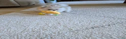 Pomeranian dogs for sale: Jude - Ad 9