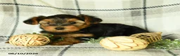 Yorkshire Terrier dogs for sale: Victor - Ad 2