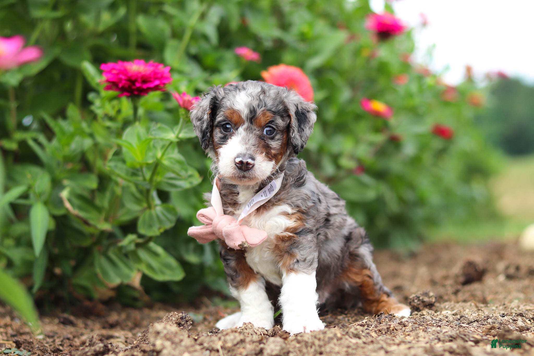 Mini Bernedoodle dogs Honey - Ad 2