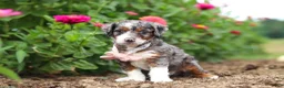 Mini Bernedoodle dogs for sale: Honey - Ad 2