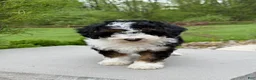 Miniature Poodle dogs for sale: Lihah - Ad 10