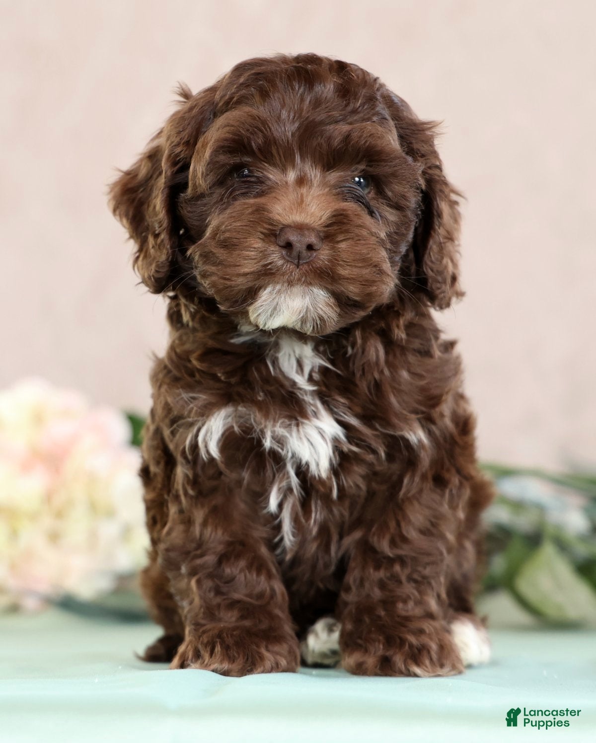 Cockapoo dogs Louie - Ad 2