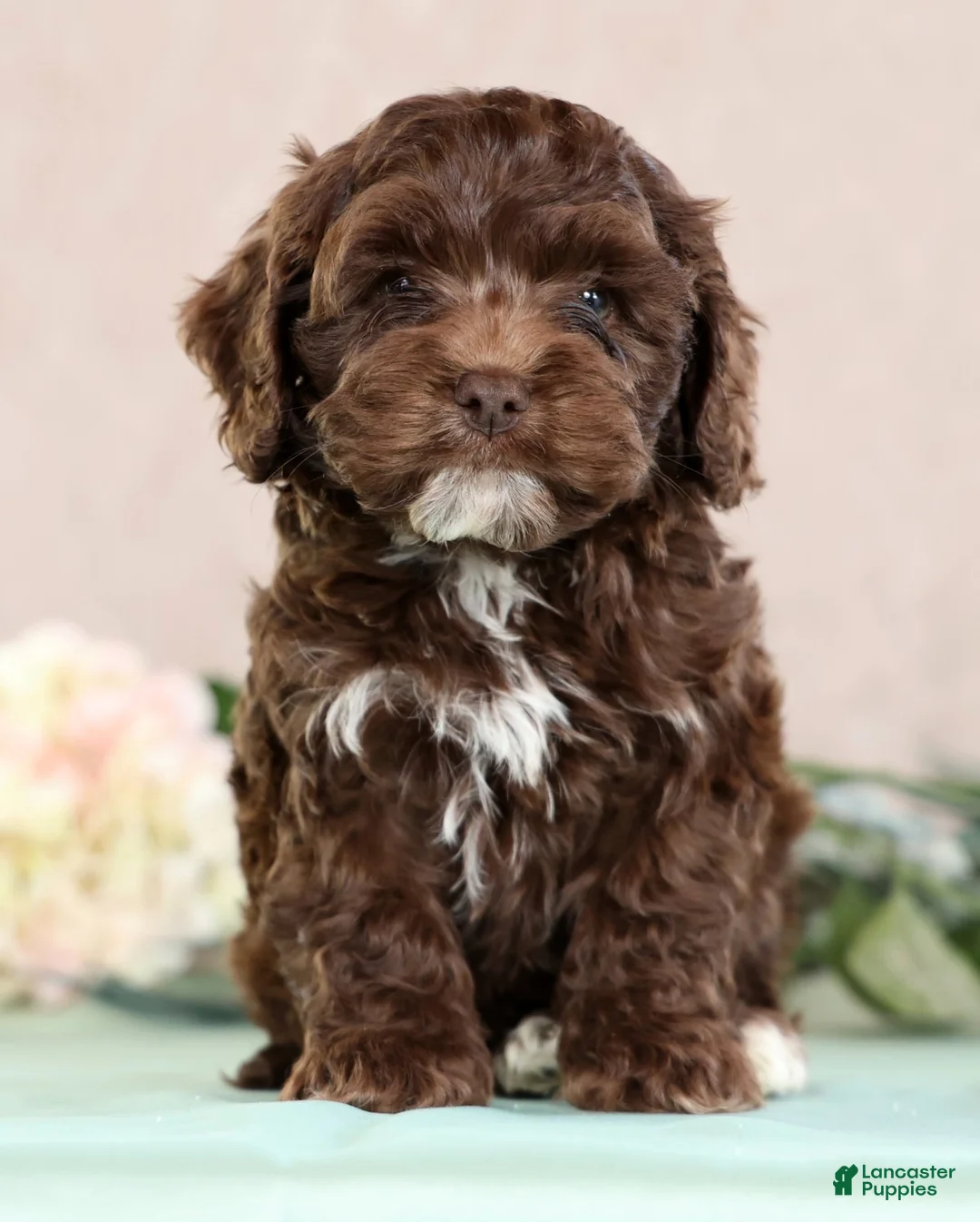 Cockapoo dogs for sale: Louie - Ad 2