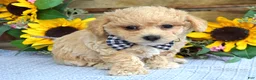 Maltipoo dogs for sale: Toby - Ad 6