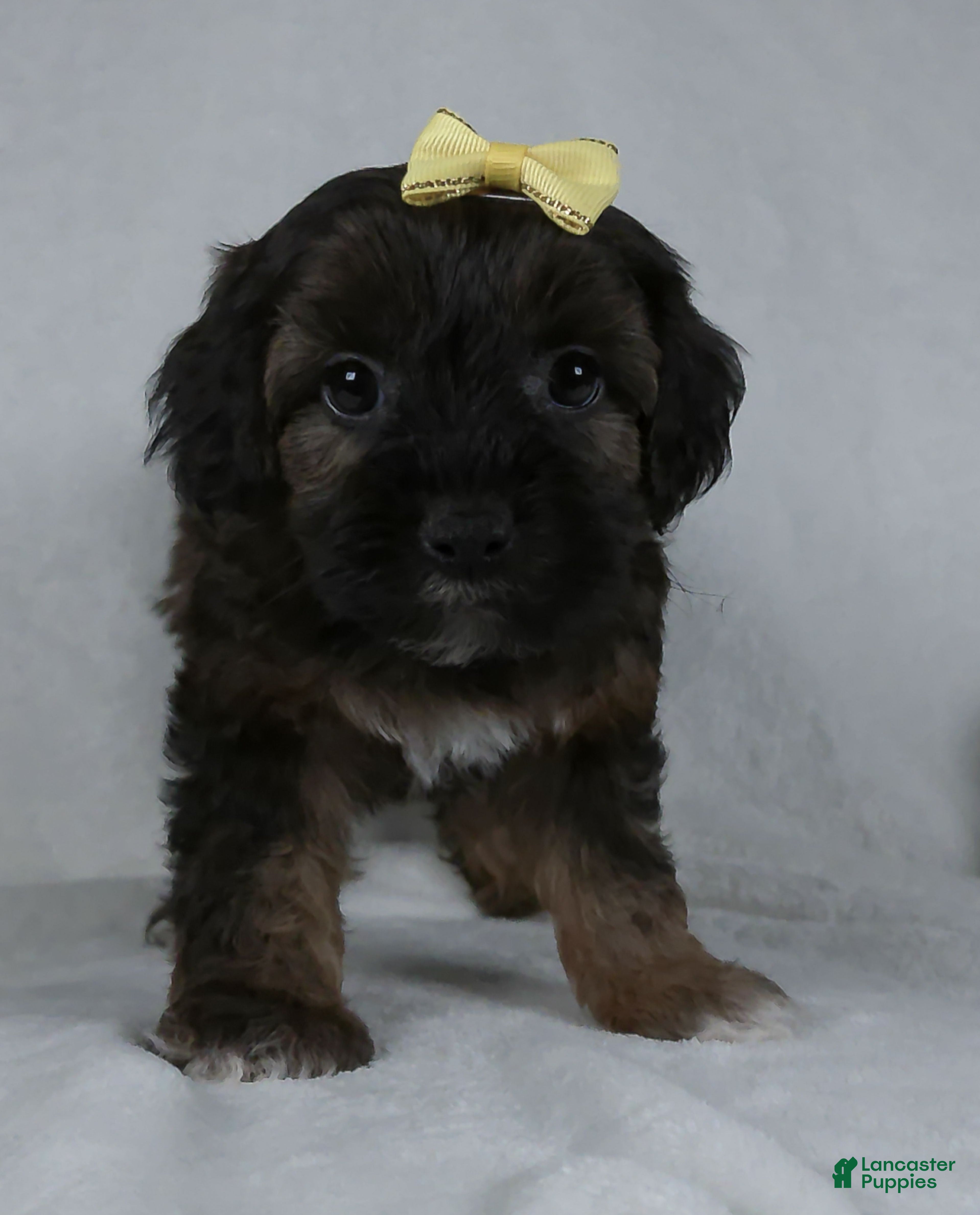 Yorkiepoo dogs Mindy - Ad 2