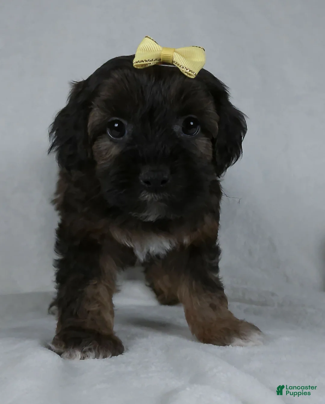 Yorkiepoo dogs for sale: Mindy - Ad 2