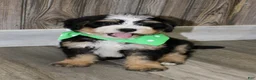 Mini Bernedoodle dogs for sale: Sonny - Ad 3