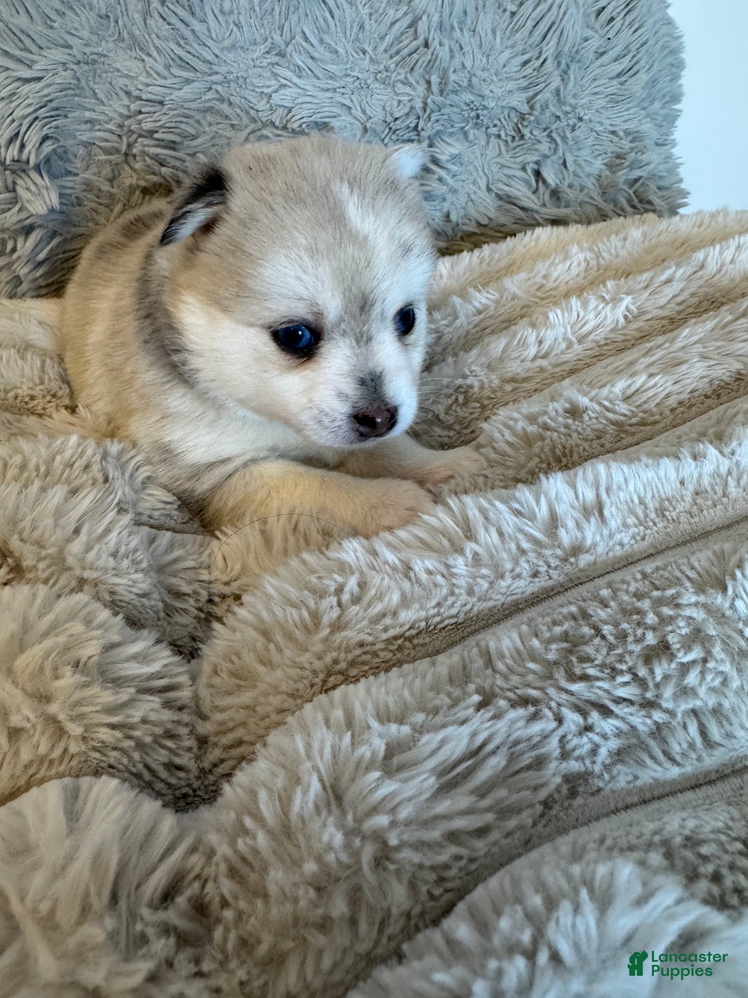 Pomsky dogs for sale: Female light grey multi color - Ad 6