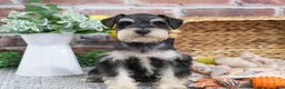 Miniature Schnauzer dogs for sale: Gus - Ad 1