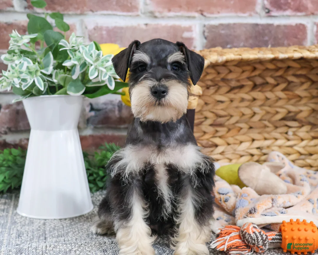 Miniature Schnauzer dogs for sale: Gus - Ad 1