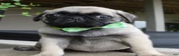 Pug dogs for sale: Pearl - Ad 3