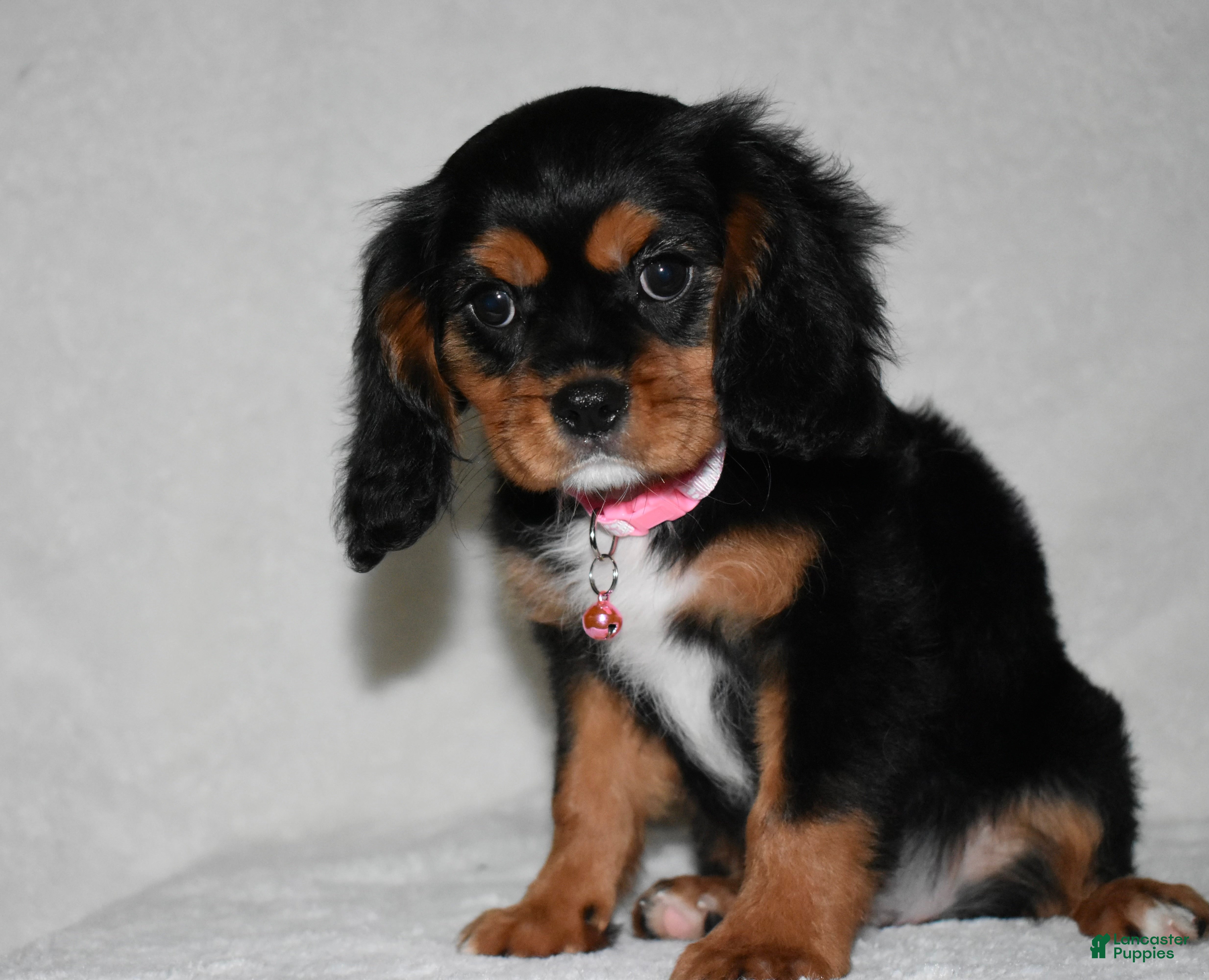 Cavalier King Charles Spaniel dogs for sale: Tessa - Ad 4