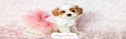 Cavapoo dogs for sale: Angelina - Ad 12