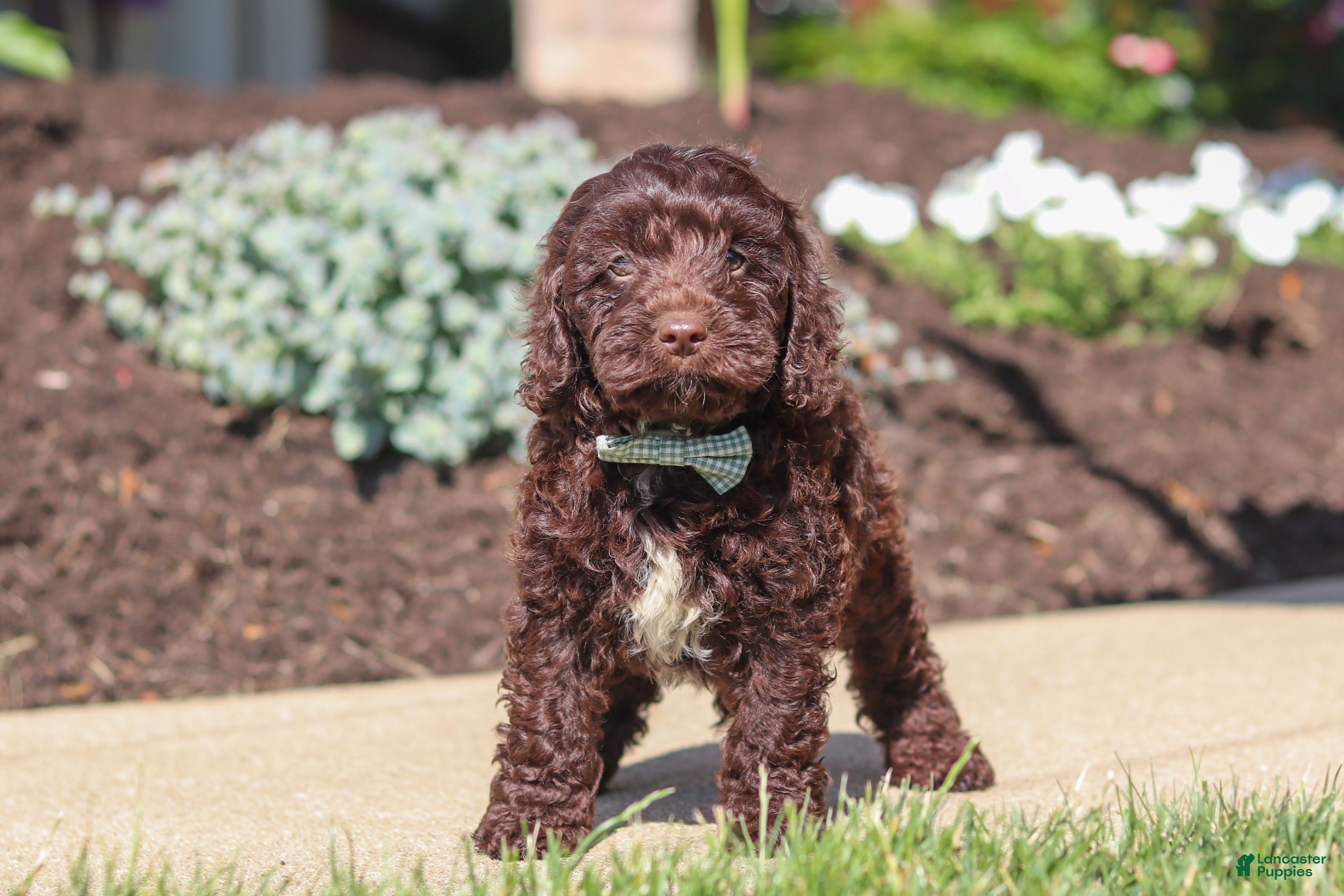 Cockapoo dogs Teddy - Ad 1