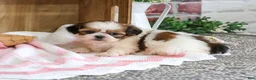 Shih Tzu dogs for sale: Jackie - Ad 7
