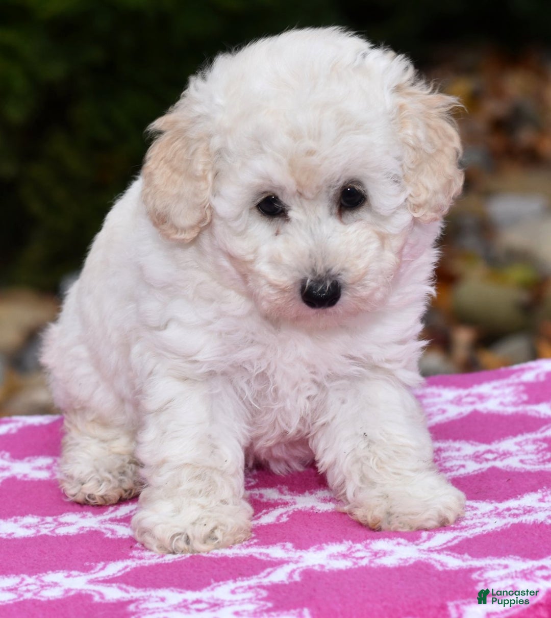 Toy Poodle dogs for sale: Tessa - Ad 5