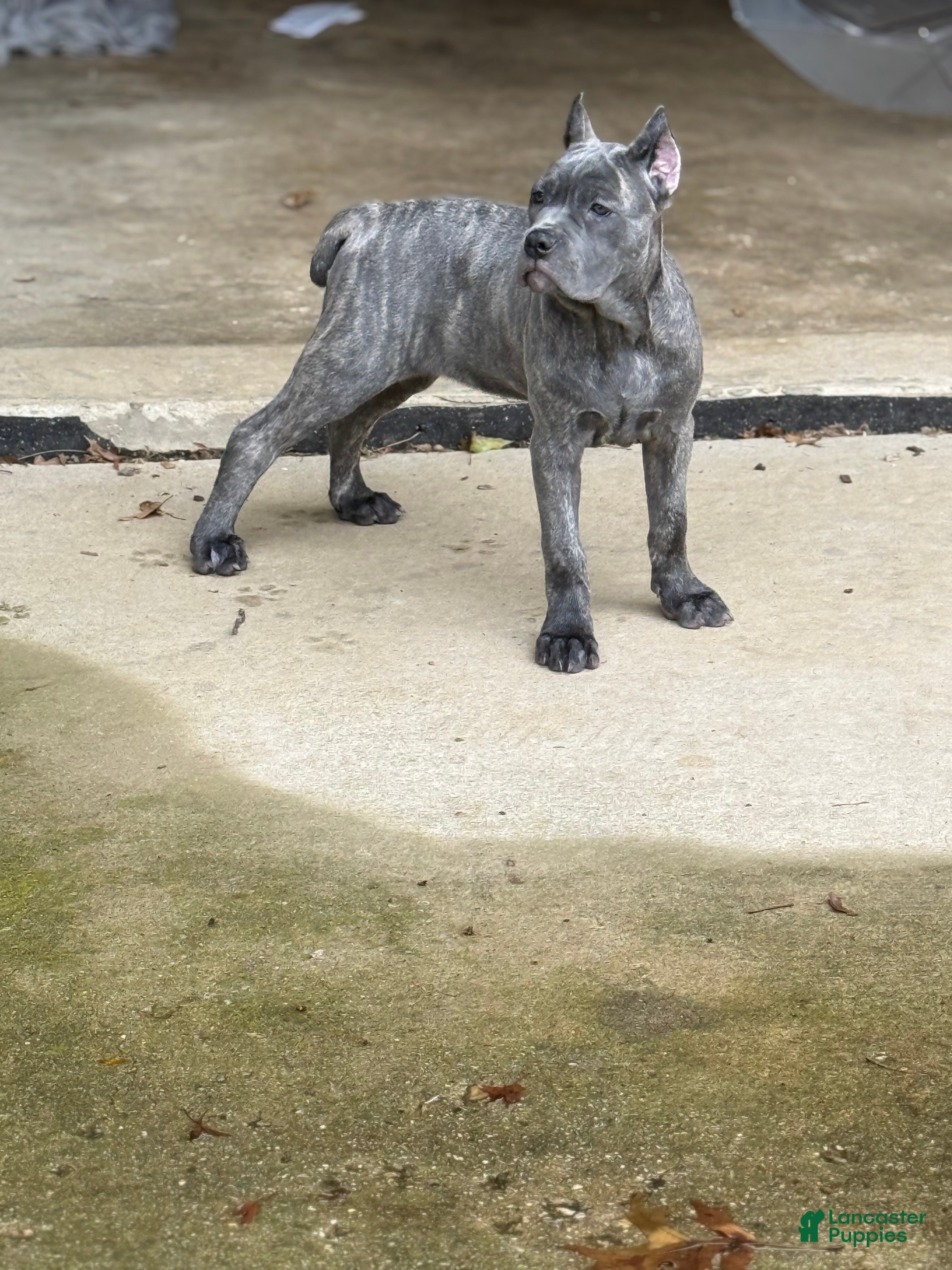 Cane Corso dogs Lemon - Ad 2