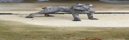 Cane Corso dogs for sale: Lemon - Ad 2