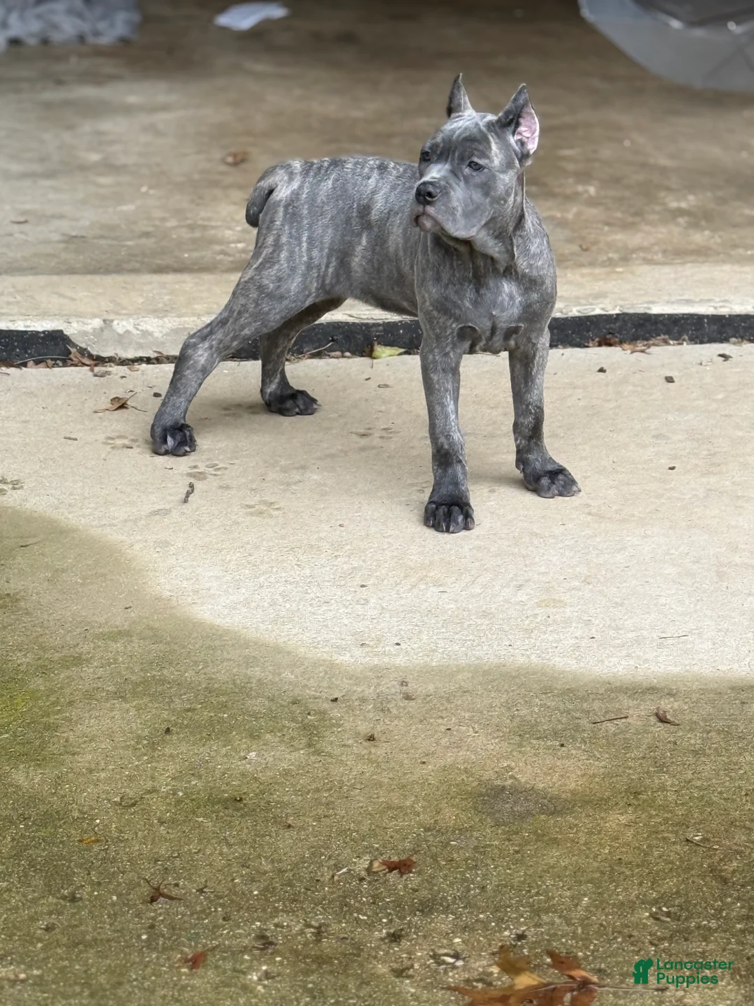 Cane Corso dogs for sale: Lemon - Ad 2