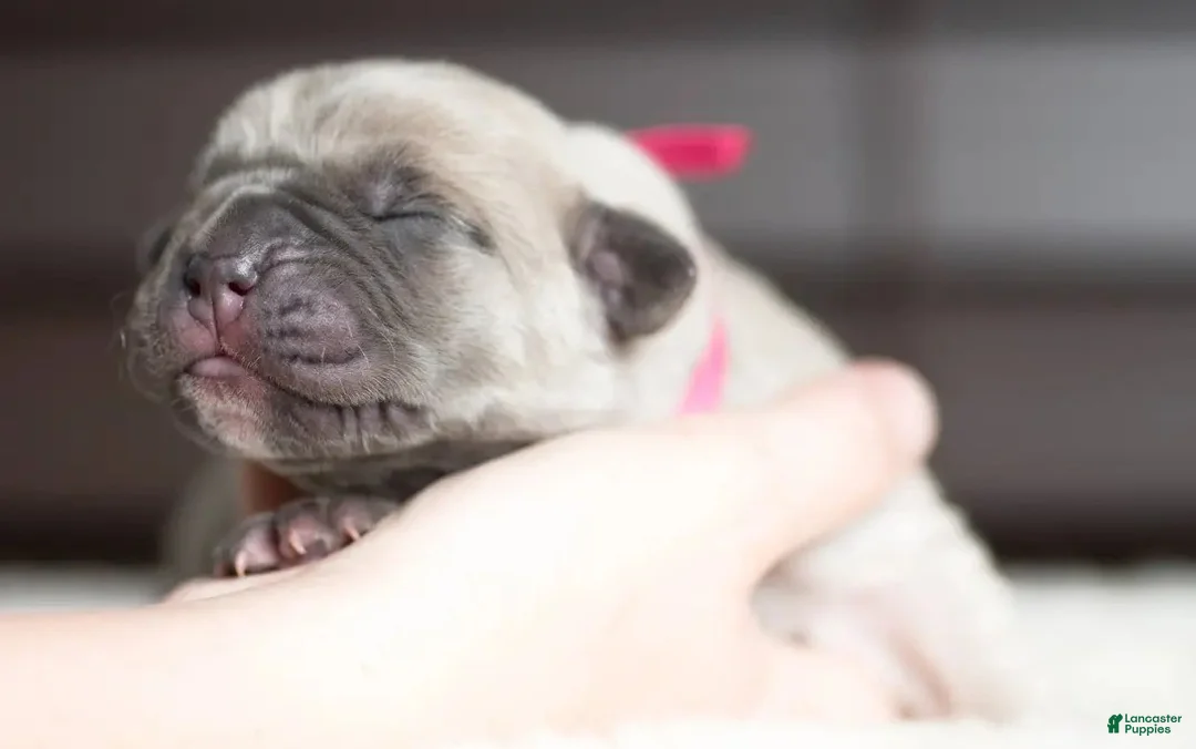 Cane Corso dogs for sale: Titan Bones Shield Of Valkyrie  - Ad 5