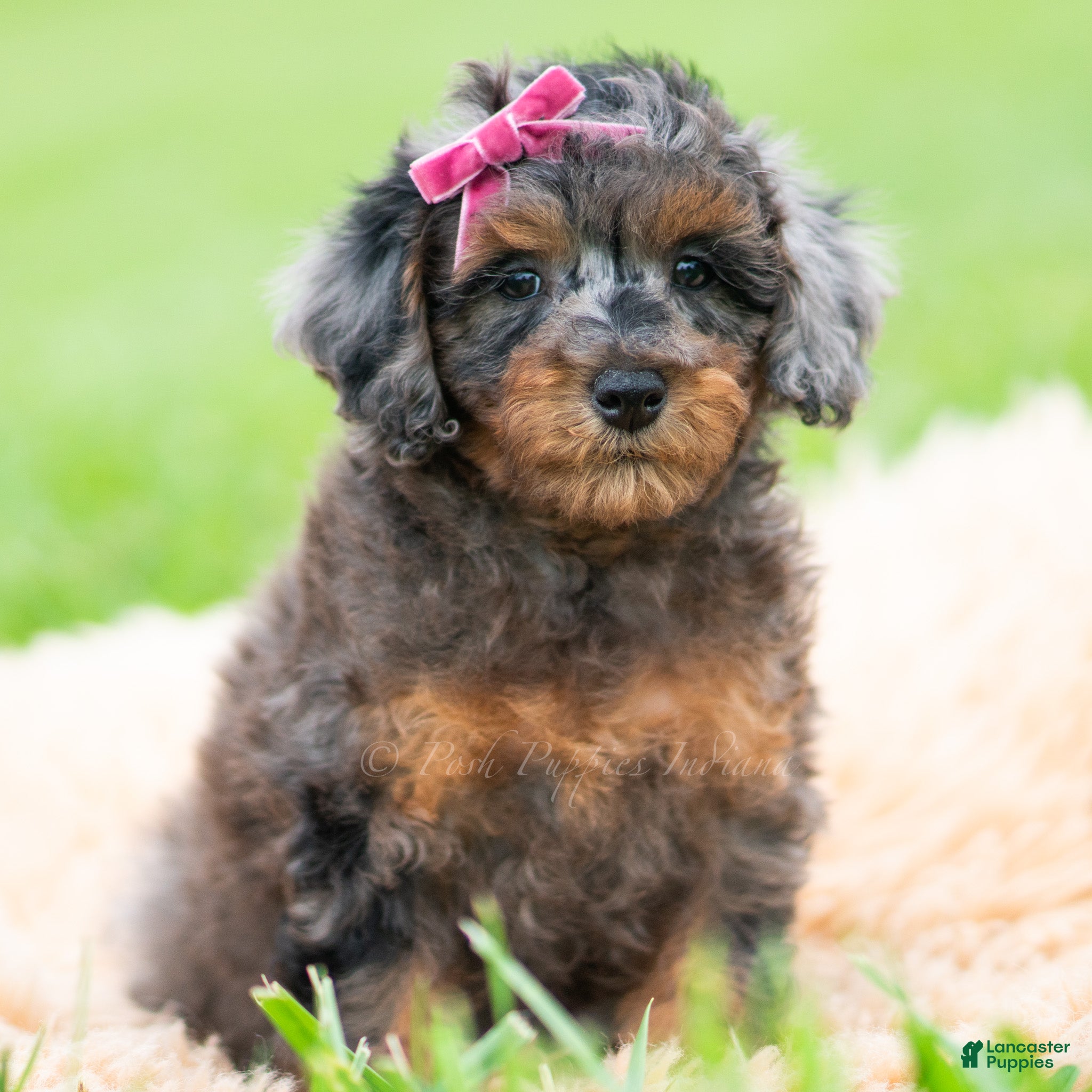 Toy Poodle dogs Fancy Girl AKC - Ad 13
