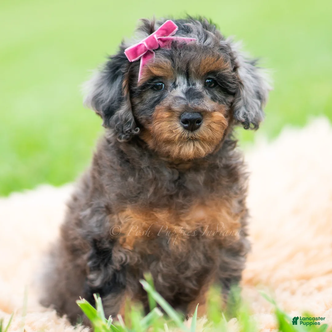 Toy Poodle dogs for sale: Fancy Girl AKC - Ad 1