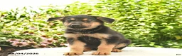 German Shepherd dogs for sale: Lassie  - Ad 3