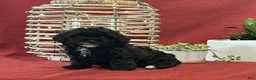 Miniature Poodle dogs for sale: Maggie - Ad 4