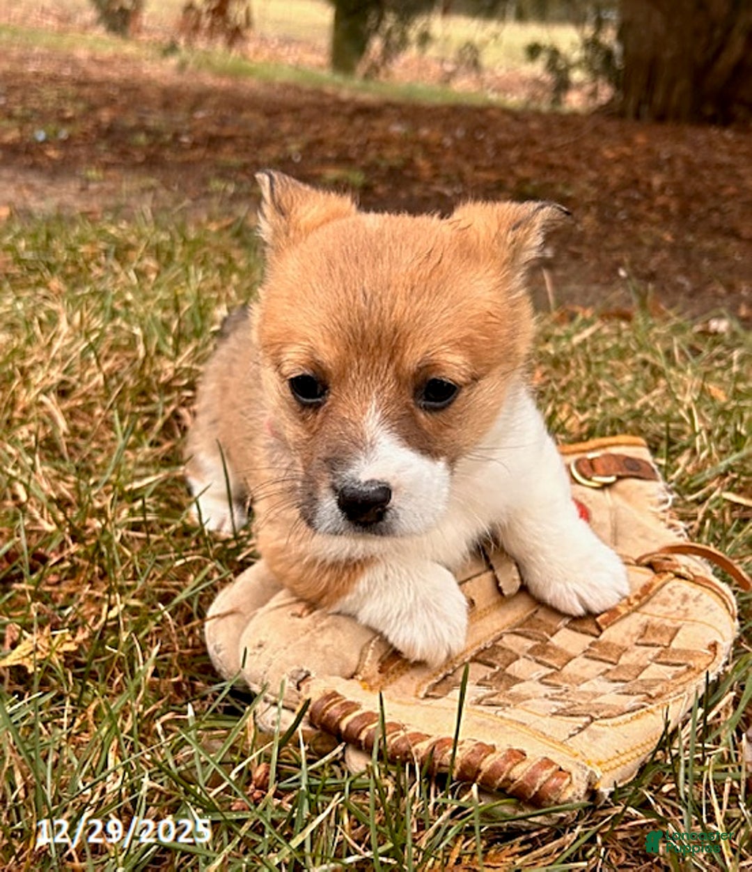 Welsh Corgi Pembroke dogs for sale: Clementine - Ad 2