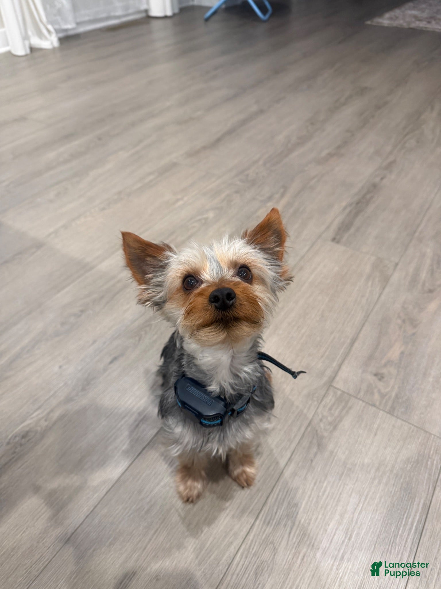 Yorkshire Terrier dogs Yorkshire Terrier 1 - Ad 41