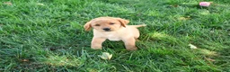 Labrador Retriever dogs for sale: Cassidy - Ad 2