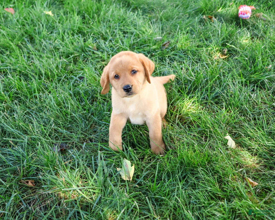 Labrador Retriever dogs for sale: Cassidy - Ad 2