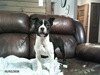 Boston Terrier dogs for sale: Heidi - Ad 3