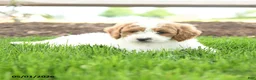 Goldendoodle dogs for sale: Tootsie - Ad 3