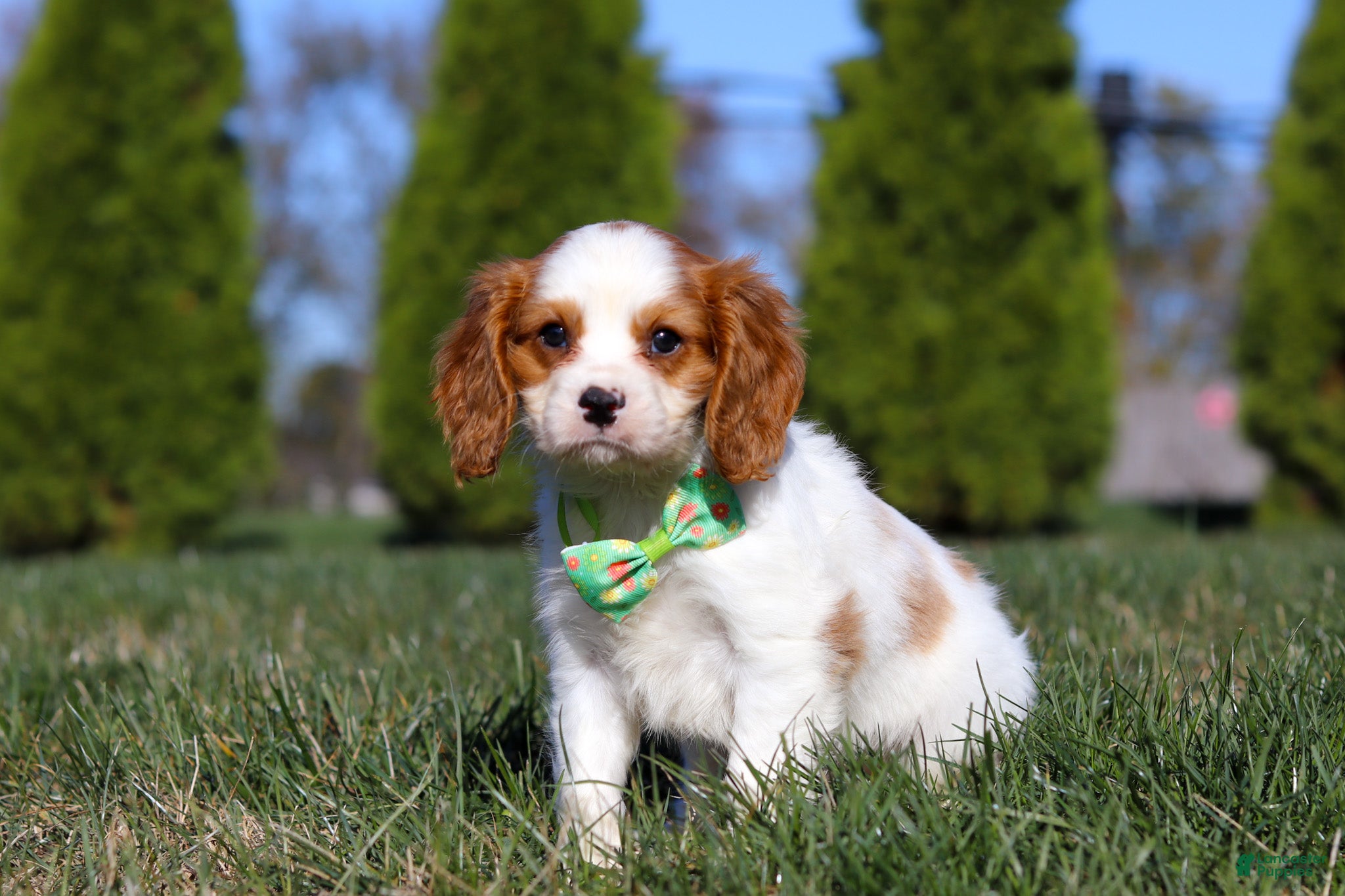 Cavalier King Charles Spaniel dogs Winston - Ad 38