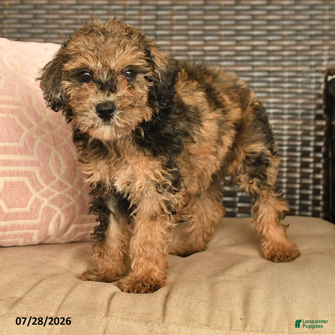 Miniature Poodle dogs for sale: Neva - Ad 2