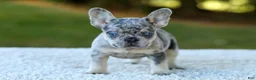 French Bulldog dogs for sale: Copper - Blue Merle - Ad 8