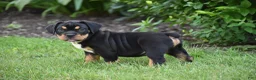Beabull dogs for sale: Champ - Ad 3
