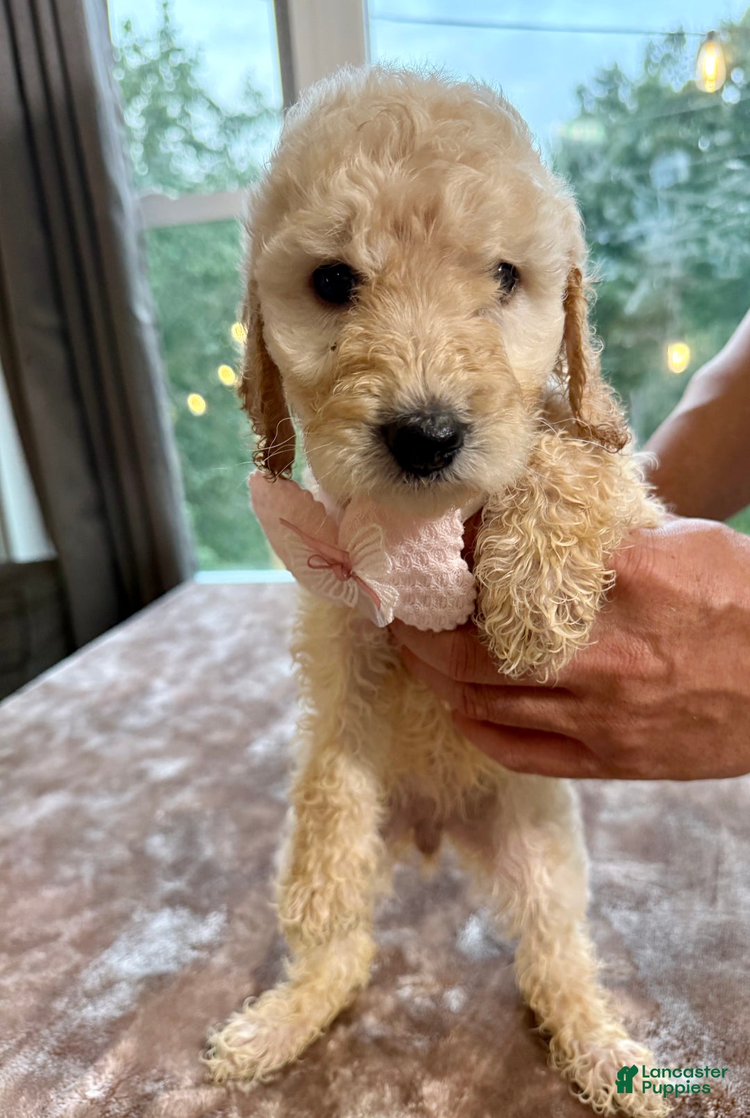 Standard Poodle dogs for sale: Standard Poodle Puppy 2 - Ad 6