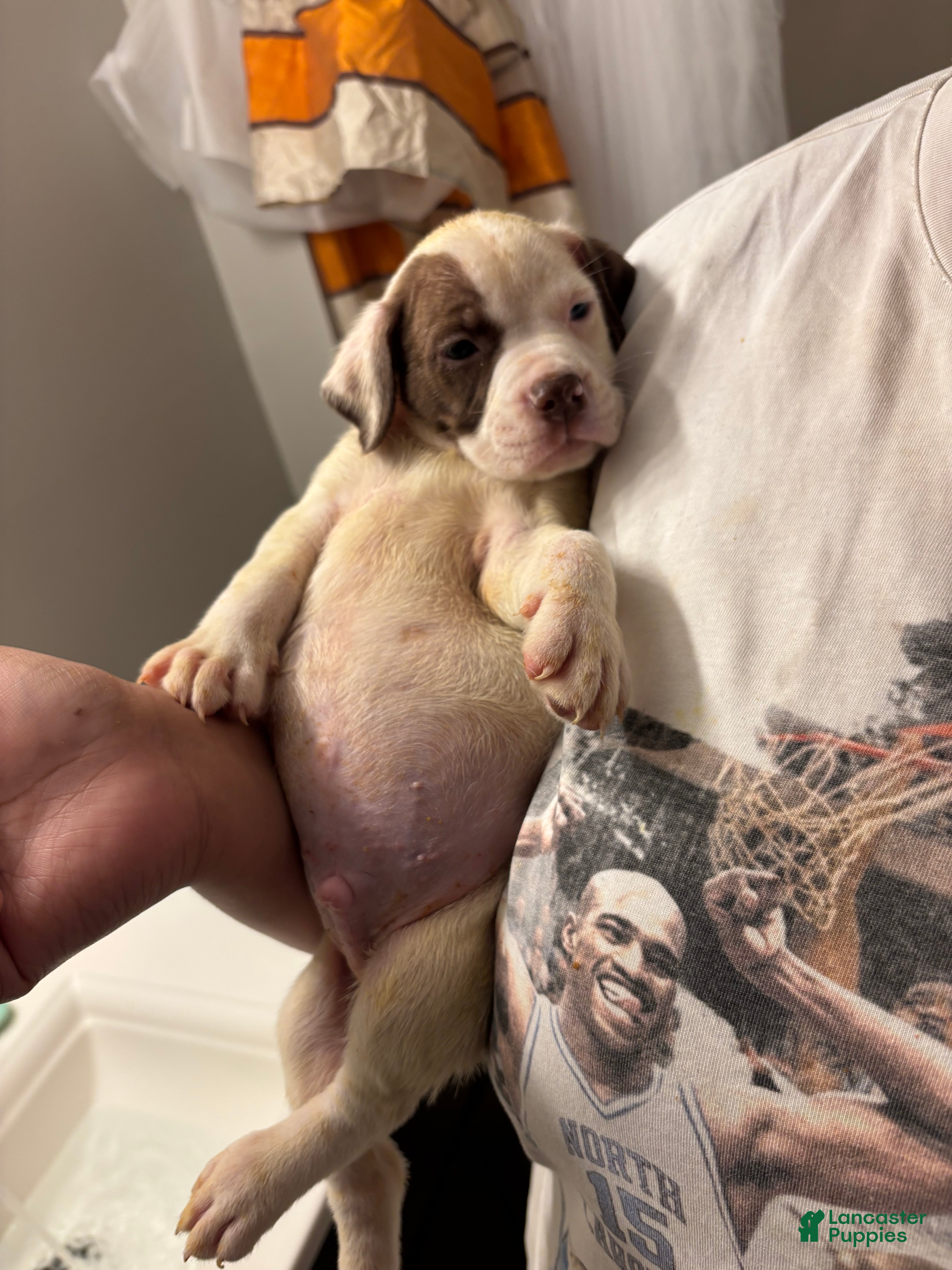 Mixed Breed dogs for sale: Mixed Breed 7 - Ad 21