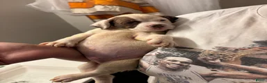 Mixed Breed 7
