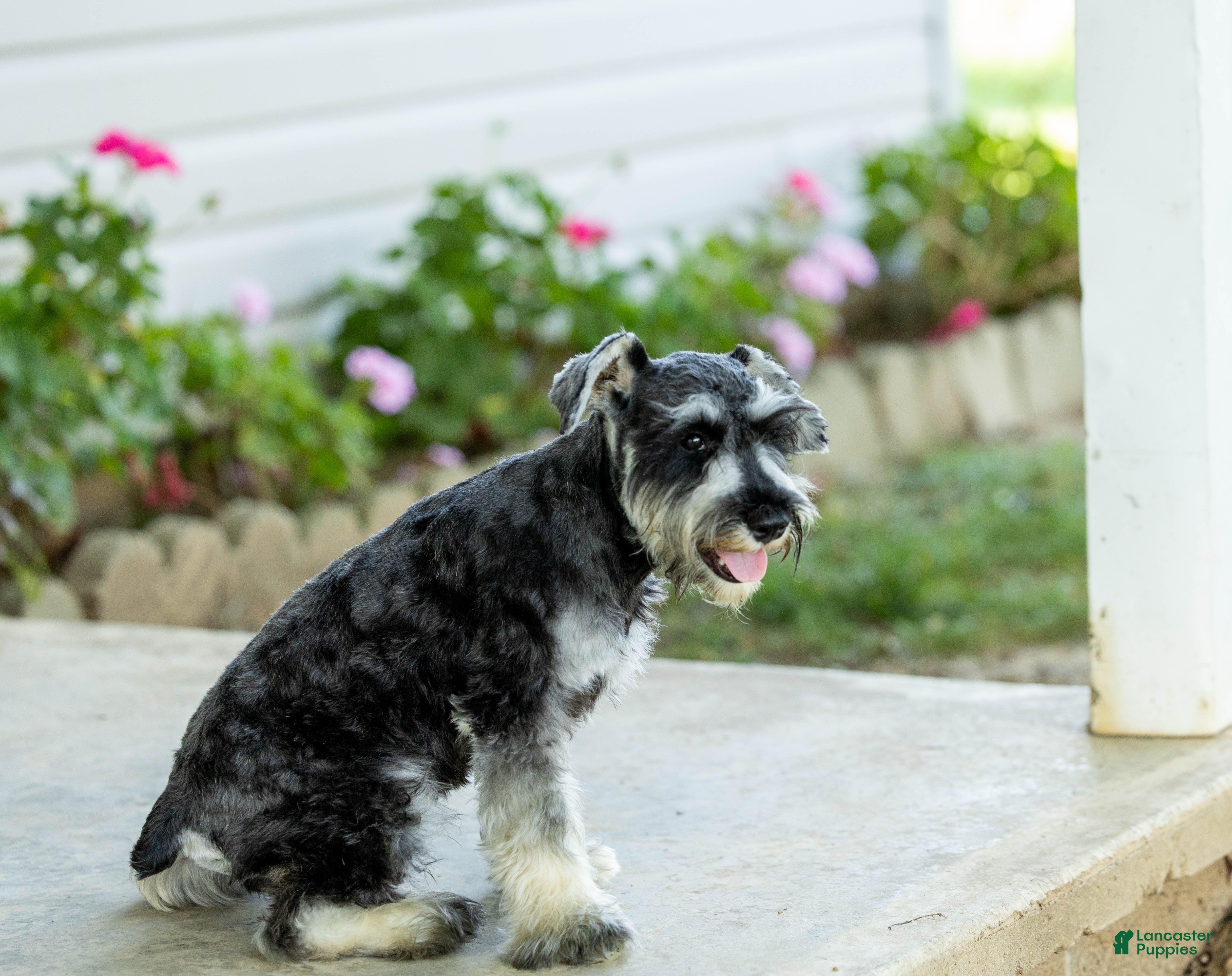 Miniature Schnauzer dogs Farris - Ad 2