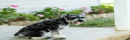 Miniature Schnauzer dogs for sale: Farris - Ad 2