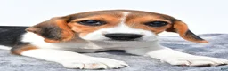 Beagle dogs for sale: Martha - Ad 8
