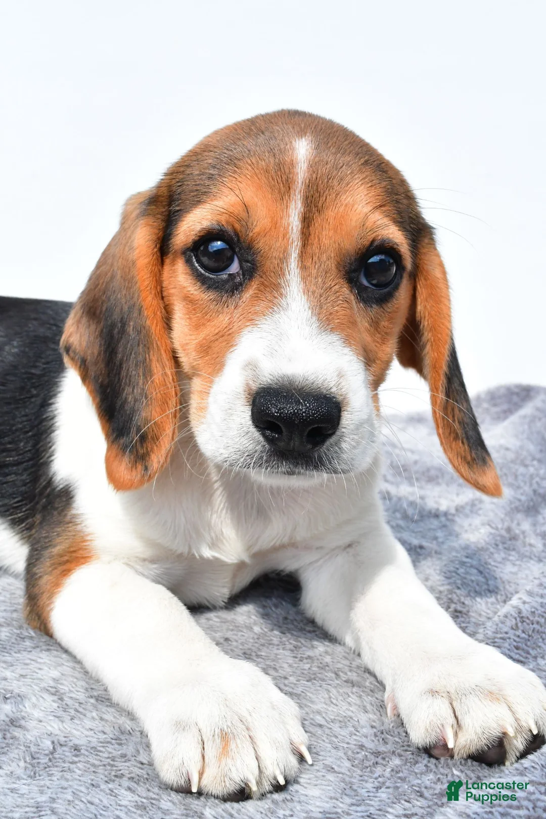 Beagle dogs for sale: Martha - Ad 8