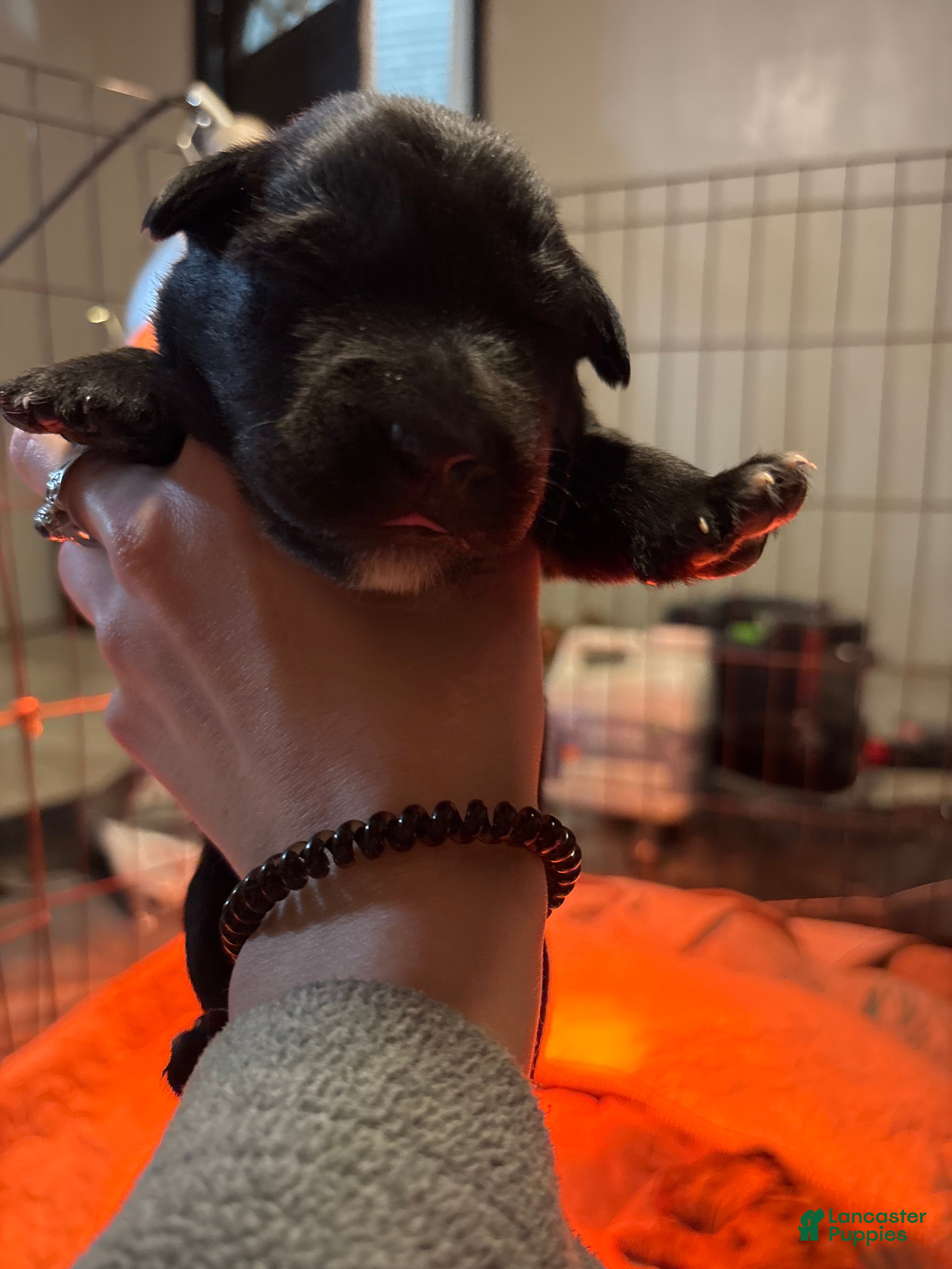 Mixed Breed dogs Mixed Breed Puppy 5 - Ad 8