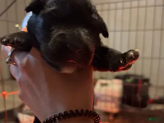 Mixed Breed dogs Mixed Breed Puppy 5 - Ad 8