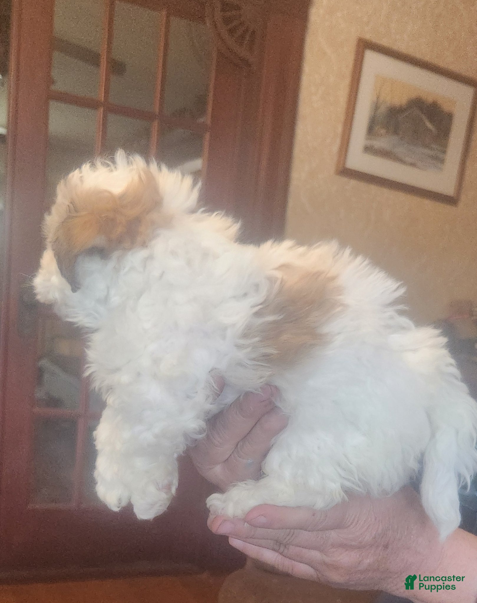 Havanese dogs Havanese Puppy 1 - Ad 2