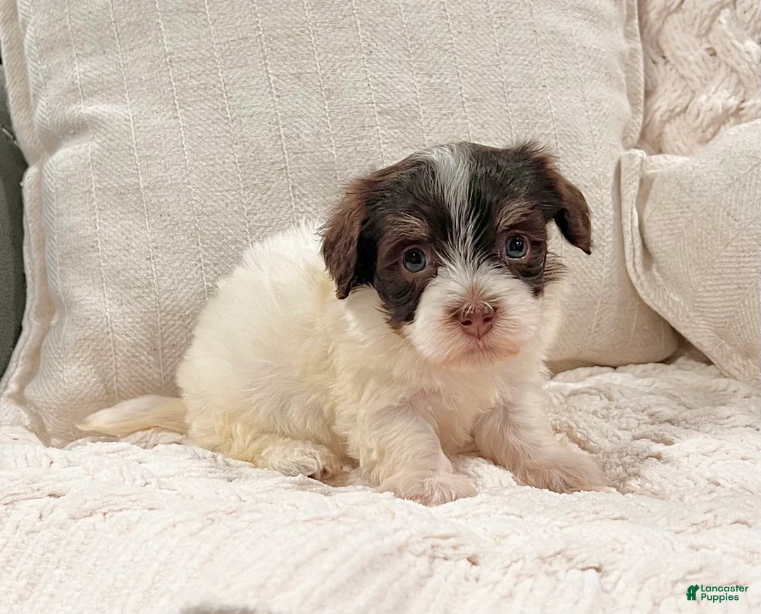 Havanese dogs for sale: Carmen - Ad 6